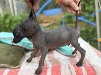 Tiny Mini Male, a male Xoloitzcuintli for sale in Woodruff, SC – 6 of 6