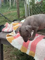 Dominga, a female Xoloitzcuintli for sale in Woodruff, SC – 2 of 6