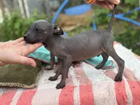Tiny Mini Male, a male Xoloitzcuintli for sale in Woodruff, SC – 5 of 6