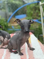 Tiny Mini Male, a male Xoloitzcuintli for sale in Woodruff, SC – 3 of 6