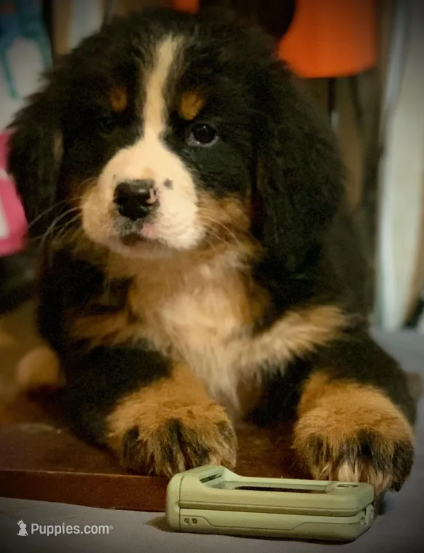 Berner Male