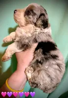 Shelby Mini Merle Tan Points Aussiepoo , a female Miniature American Shepherd for sale in Woodruff, SC – Photo 10 of 10