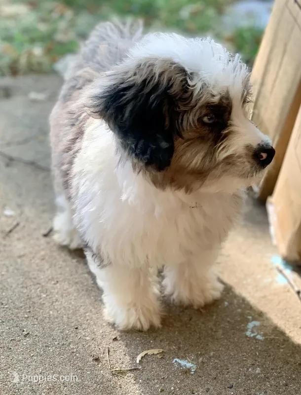 Mr.Red aka De La Cruz Mini – Miniature Aussiedoodle puppy for sale in Woodruff, SC