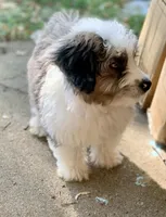 Mr.Red aka De La Cruz Mini, a male Miniature Aussiedoodle for sale in Woodruff, SC – 4 of 8