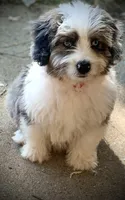 Mr.Red aka De La Cruz Mini, a male Miniature Aussiedoodle for sale in Woodruff, SC – 2 of 8