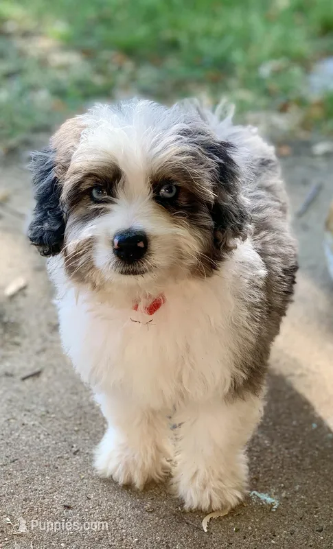 Mr.Red aka De La Cruz Mini – Miniature Aussiedoodle puppy for sale in Woodruff, SC