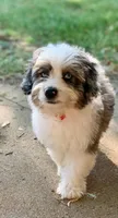 Mr.Red aka De La Cruz Mini, a male Miniature Aussiedoodle for sale in Woodruff, SC – 6 of 8