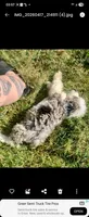 Mr.Red aka De La Cruz Mini, a male Miniature Aussiedoodle for sale in Woodruff, SC – 3 of 8