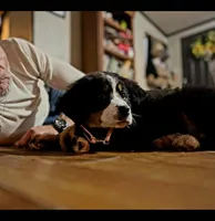 Claira Belle AKC, a female Bernese Mountain Dog for sale in Woodruff, SC – Photo 2 of 3