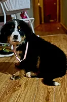 Claira Belle AKC, a female Bernese Mountain Dog for sale in Woodruff, SC – Photo 3 of 3