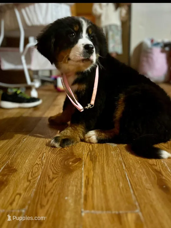 Claira Belle AKC – Bernese Mountain Dog puppy for sale in Woodruff, SC