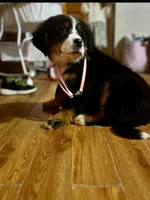 Claira Belle AKC, a female Bernese Mountain Dog for sale in Woodruff, SC – Photo 1 of 3