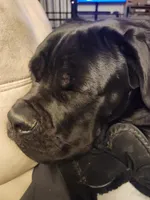 Sebastian , a male Cane Corso for sale in Oroville, CA – Photo 7 of 10