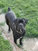 Sebastian , a male Cane Corso for sale in Oroville, CA – Photo 1 of 10