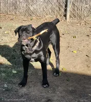 Sebastian , a male Cane Corso for sale in Oroville, CA – Photo 10 of 10