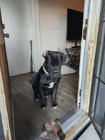 Sebastian , a male Cane Corso for sale in Oroville, CA – Photo 3 of 10