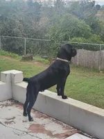 Sebastian , a male Cane Corso for sale in Oroville, CA – Photo 2 of 10