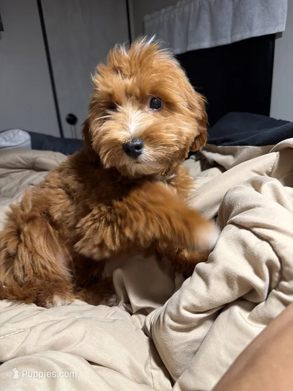 Sky – Maltipoo puppy for sale in Indianapolis, IN