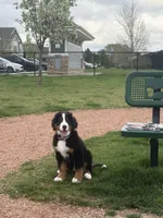 Richie, a male Bernese Mountain Dog for sale in Oswego, IL – 1 of 3