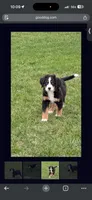 Richie, a male Bernese Mountain Dog for sale in Oswego, IL – 3 of 3