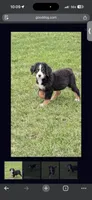 Richie, a male Bernese Mountain Dog for sale in Oswego, IL – 2 of 3