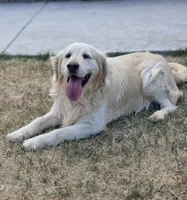 AKC Golden Retriever Stud Service, a male Golden Retriever for sale in Palmdale, CA – 3 of 3