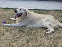 AKC Golden Retriever Stud Service, a male Golden Retriever for sale in Palmdale, CA – 2 of 3
