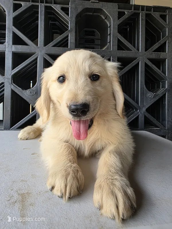 Golden – Golden Retriever puppy for sale in Palmdale, CA