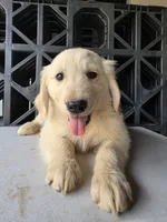 Golden, a male Golden Retriever for sale in Palmdale, CA – 1 of 1