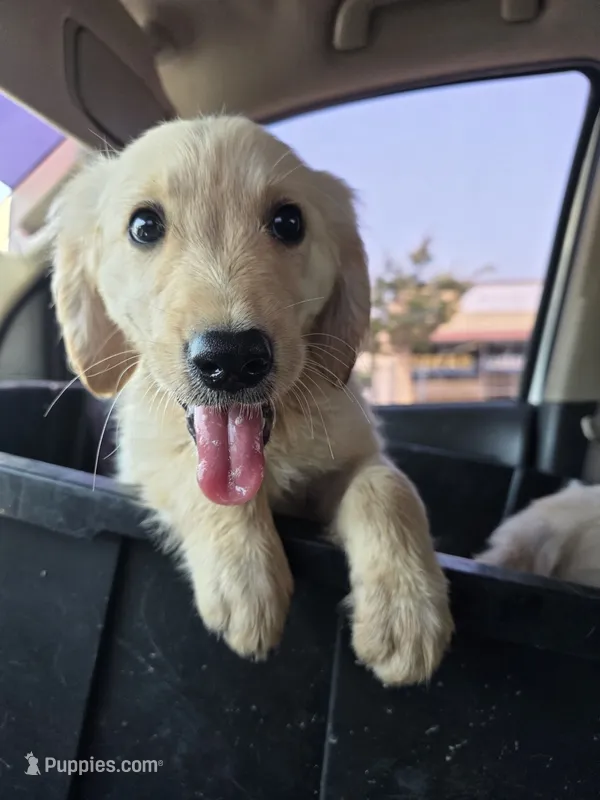 Golden – Golden Retriever puppy for sale in Palmdale, CA