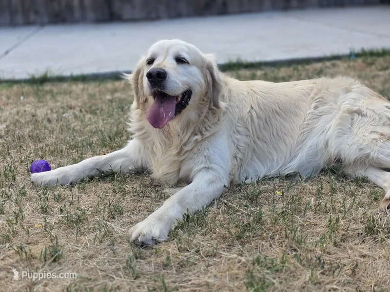 AKC Golden Retriever Stud Service – Golden Retriever puppy for sale in Palmdale, CA