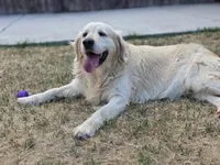 AKC Golden Retriever Stud Service, a male Golden Retriever for sale in Palmdale, CA – 1 of 3