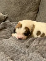 Puppy 6, a male Saint Bernard for sale in Browns Summit, NC – Photo 1 of 5