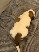 Puppy 6, a male Saint Bernard for sale in Browns Summit, NC – Photo 2 of 5