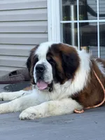 Jack, a male Saint Bernard for sale in Browns Summit, NC – 3 of 3