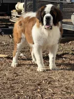 Jack, a male Saint Bernard for sale in Browns Summit, NC – 2 of 3