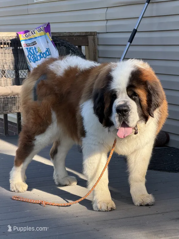 Jack – Saint Bernard puppy for sale in Browns Summit, NC