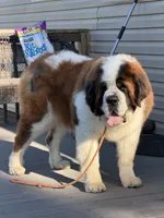 Jack, a male Saint Bernard for sale in Browns Summit, NC – 1 of 3