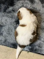 Puppy 3, a male Saint Bernard for sale in Browns Summit, NC – Photo 2 of 5