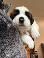 Puppy 3, a male Saint Bernard for sale in Browns Summit, NC – Photo 1 of 5