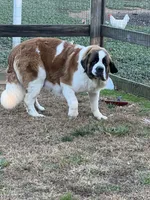 Puppy 3, a male Saint Bernard for sale in Browns Summit, NC – Photo 5 of 5