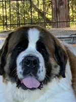 Puppy 3, a male Saint Bernard for sale in Browns Summit, NC – Photo 4 of 5