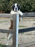 Puppy 3, a male Saint Bernard for sale in Browns Summit, NC – Photo 3 of 5