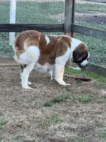 Maya, a female Saint Bernard for sale in Browns Summit, NC – 3 of 3