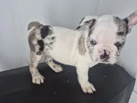 Milkshake, a male French Bulldog for sale in Riverside, CA – 8 of 8
