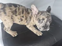 Faith, a female French Bulldog for sale in Riverside, CA – 5 of 7