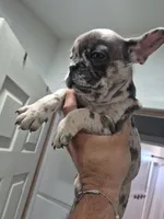 Faith, a female French Bulldog for sale in Riverside, CA – 3 of 7