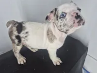 Milkshake, a male French Bulldog for sale in Riverside, CA – 6 of 8