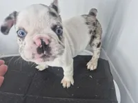 Milkshake, a male French Bulldog for sale in Riverside, CA – 4 of 8
