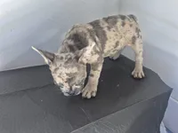 Faith, a female French Bulldog for sale in Riverside, CA – 6 of 7